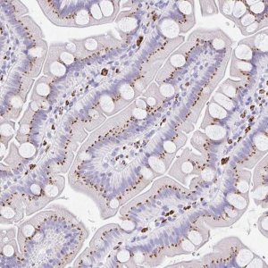 Anti-CPTP antibody produced in rabbit 