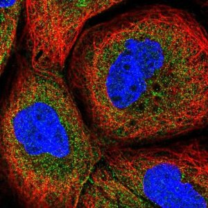 Anti-CPTP antibody produced in rabbit 
