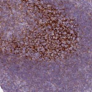 Anti-CR1 antibody produced in rabbit 