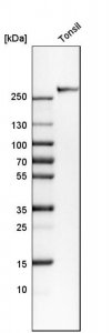 Anti-CR1 antibody produced in rabbit 