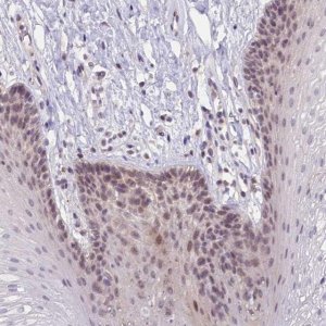 Anti-CRAMP1 antibody produced in rabbit 
