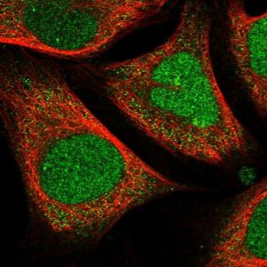 Anti-CRAMP1 antibody produced in rabbit 