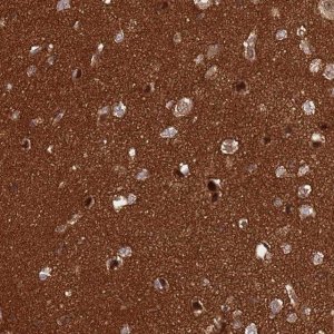 Anti-CRBN antibody produced in rabbit 