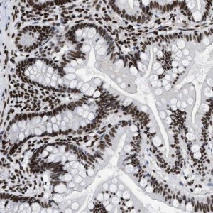 Anti-CREB1 antibody produced in rabbit 