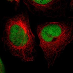 Anti-CREB1 antibody produced in rabbit 