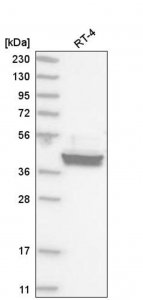 Anti-CREB3 antibody produced in rabbit 