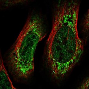 Anti-CREB3L2 antibody produced in rabbit 