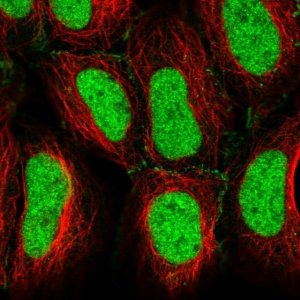 Anti-CREB5 antibody produced in rabbit 