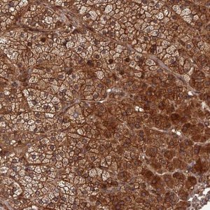 Anti-CREBL2 antibody produced in rabbit 