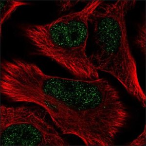 Anti-CREBRF antibody produced in rabbit 