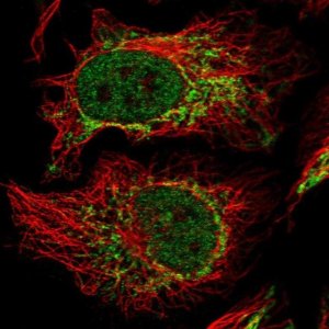 Anti-CREBZF antibody produced in rabbit 
