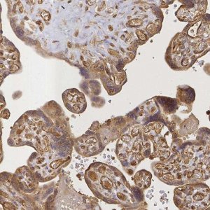 Anti-CRH antibody produced in rabbit 