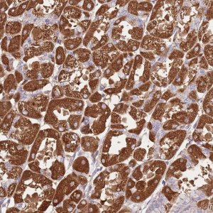 Anti-CRHR2 antibody produced in rabbit 