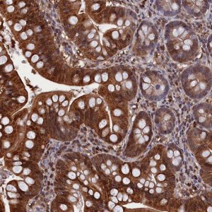 Anti-CRIP1 antibody produced in rabbit 