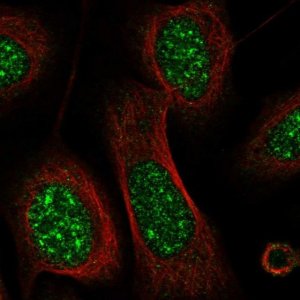 Anti-CRIP3 antibody produced in rabbit HPA036198-100UL