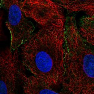 Anti-CRK antibody produced in rabbit 