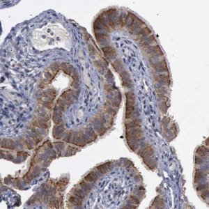 Anti-CRKL antibody produced in rabbit 