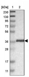 Anti-CRKL antibody produced in rabbit 