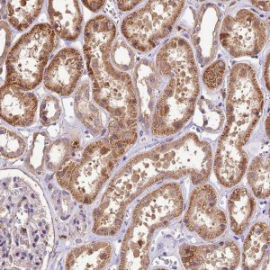 Anti-CRLF1 antibody produced in rabbit HPA041793-100UL