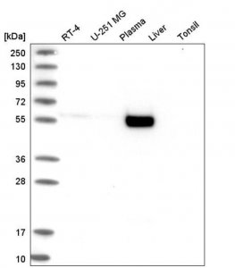 Anti-CRLF1 antibody produced in rabbit HPA041793-100UL