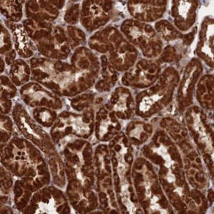 Anti-CRTAP antibody produced in rabbit HPA044150-100UL