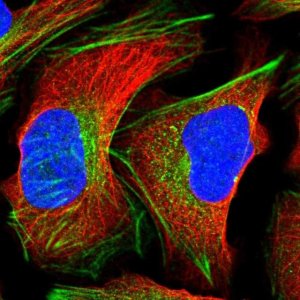 Anti-CRTAP antibody produced in rabbit HPA044150-100UL