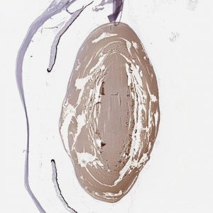 Anti-CRYAA antibody produced in rabbit 