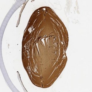 Anti-CRYBB2 antibody produced in rabbit 