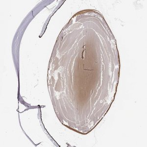 Anti-CRYBB3 antibody produced in rabbit 