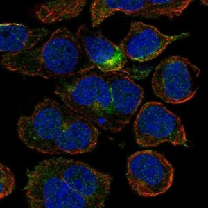 Anti-CRYGD antibody produced in rabbit 