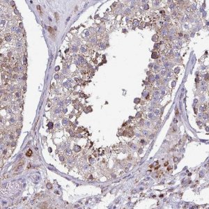 Anti-CSDE1 antibody produced in rabbit 