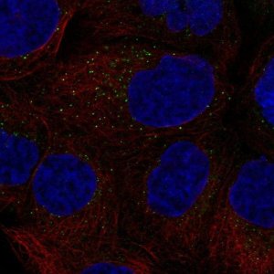 Anti-CSF2 antibody produced in rabbit 