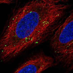Anti-CSMD1 antibody produced in rabbit 