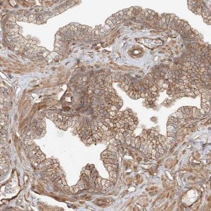 Anti-CSMD3 antibody produced in rabbit 