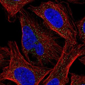 Anti-CSNK1G2 antibody produced in rabbit HPA056572-100UL