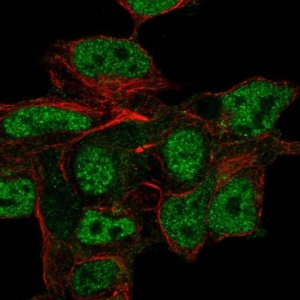 Anti-CSPG5 antibody produced in rabbit 