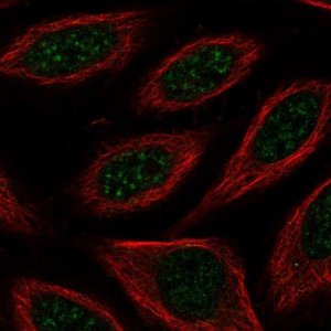 Anti-CSRNP2 antibody produced in rabbit 