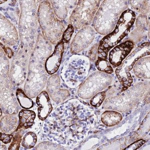 Anti-CSRP2 antibody produced in rabbit 