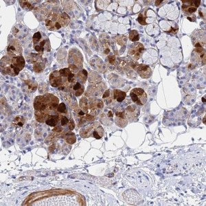 Anti-CST2 antibody produced in rabbit 