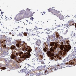 Anti-CST4 antibody produced in rabbit 