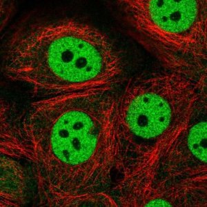 Anti-CSTF1 antibody produced in rabbit 