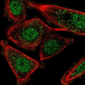 Anti-CSTF2T antibody produced in rabbit 