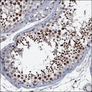 Anti-CSTF2T antibody produced in rabbit HPA039216-100UL