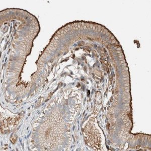 Anti-CTBP2 antibody produced in rabbit 