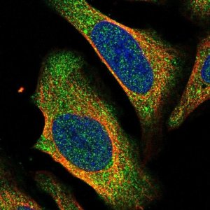 Anti-CTBP2 antibody produced in rabbit 