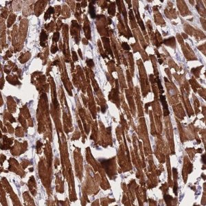 Anti-CTBP2 antibody produced in rabbit HPA044971-100UL