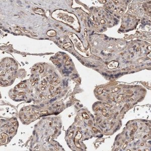 Anti-CTGF antibody produced in rabbit 