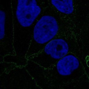 Anti-CTNNA1 antibody produced in rabbit HPA046119-100UL