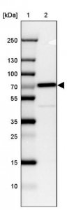Anti-CTNNBL1 antibody produced in rabbit HPA027907-100UL