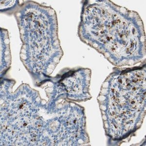 Anti-CTSD antibody produced in rabbit HPA003001-100UL